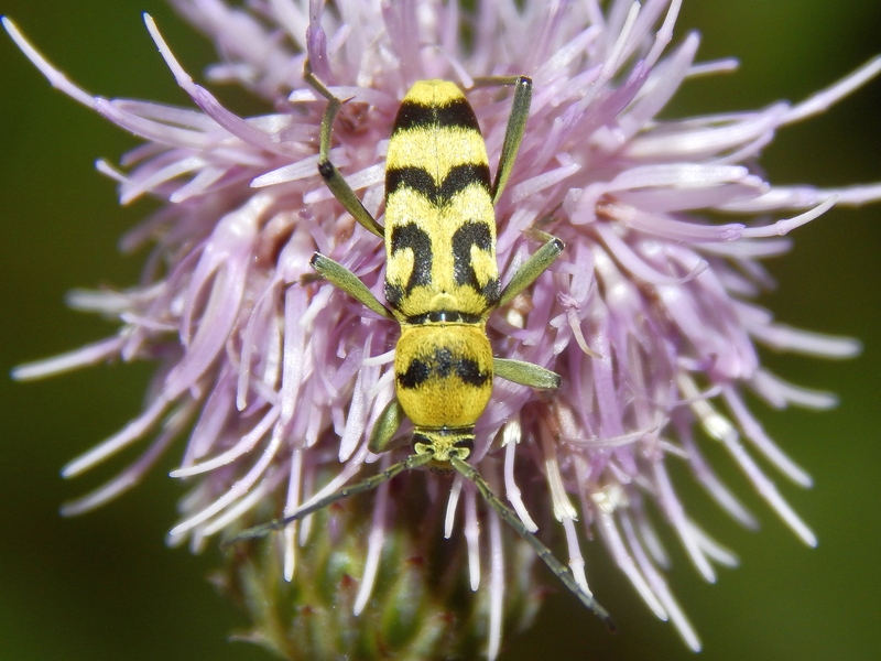 Clorophorus varius